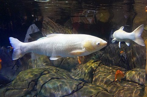 魚缸背景圖片100張【奇文趣圖,魚缸背景圖片千圖】 魚缸背景圖片100張【奇文趣圖,魚缸背景圖片千圖】 龍魚論壇 第12張