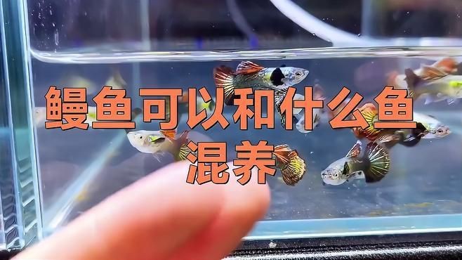 鰻魚和什么魚混養(yǎng)比較好【鰻魚與四大家魚混養(yǎng)技巧揭曉鰻魚可以和什么魚混養(yǎng)嗎】