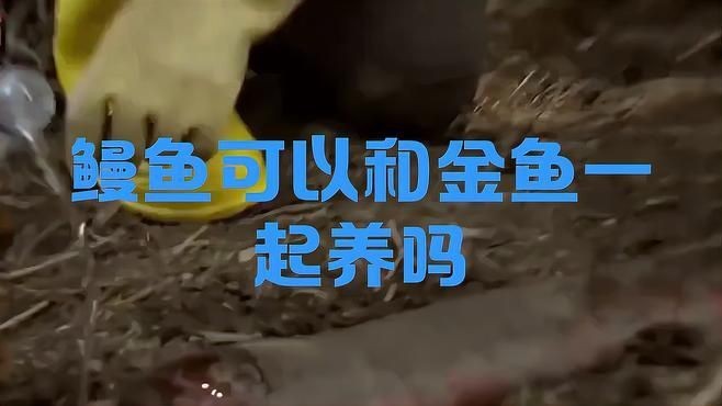 鰻魚和什么魚混養比較好【鰻魚與四大家魚混養技巧揭曉鰻魚可以和什么魚混養嗎】