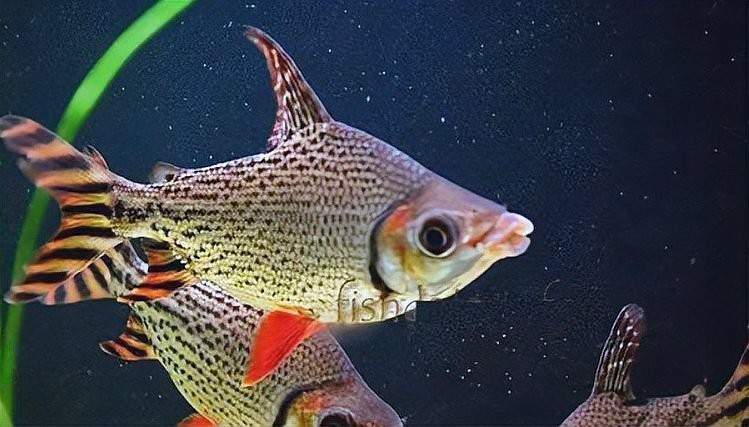 魚缸尺寸一覽表【魚缸尺寸全指南】 魚缸尺寸一覽表【魚缸尺寸全指南】 龍魚論壇 第4張
