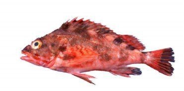 紅鲉魚是世界上最臟的魚嗎【紅鲉魚是世界上“最臟的魚”嗎？】