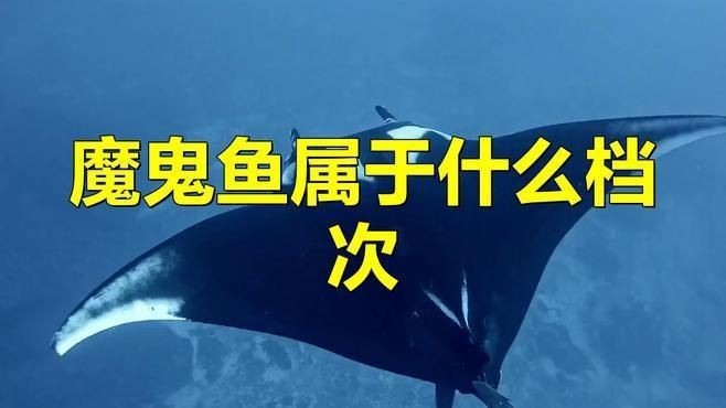 魔鬼魚智商相當(dāng)于人幾歲【《魔鬼魚智商相當(dāng)于人幾歲》魔鬼魚智商相當(dāng)于人幾歲】