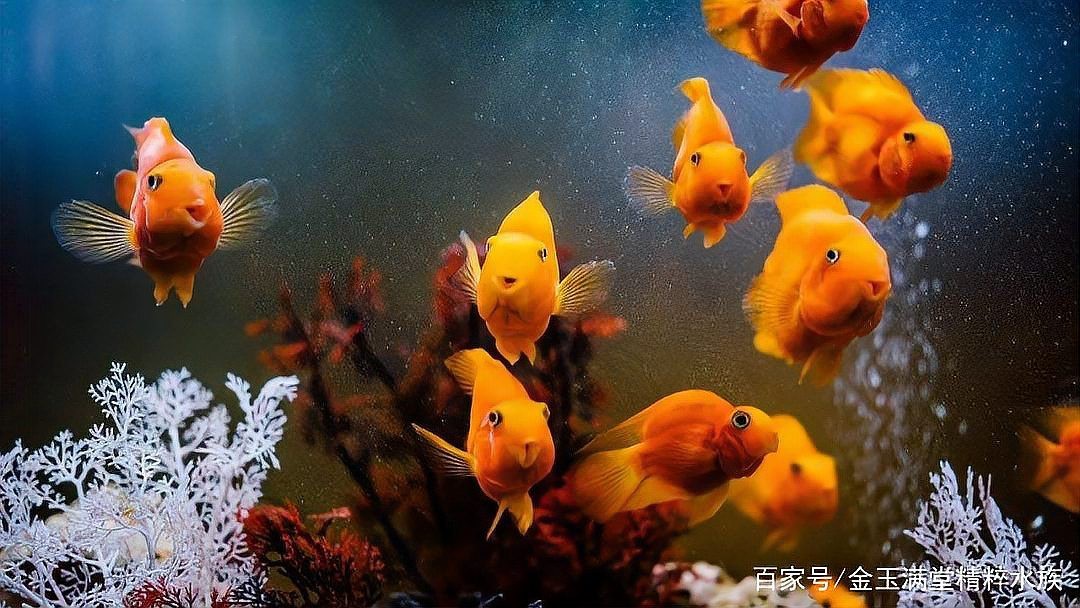 金龍魚不喂食會死嗎？【金龍魚不喂食會死亡嗎】