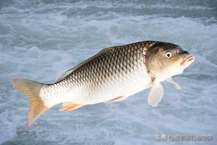 鯉魚圖案大全圖片【《鯉魚圖案大全圖片大全》】