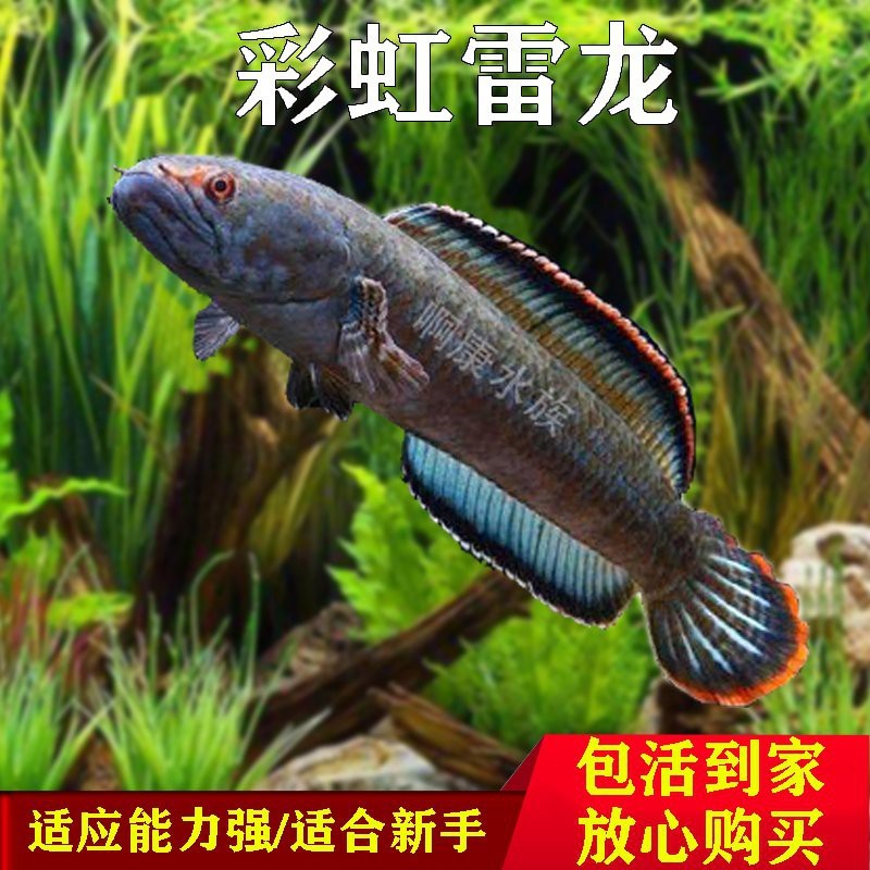 彩虹雷龍好不好養【新手養雷龍魚哪些品種好養】