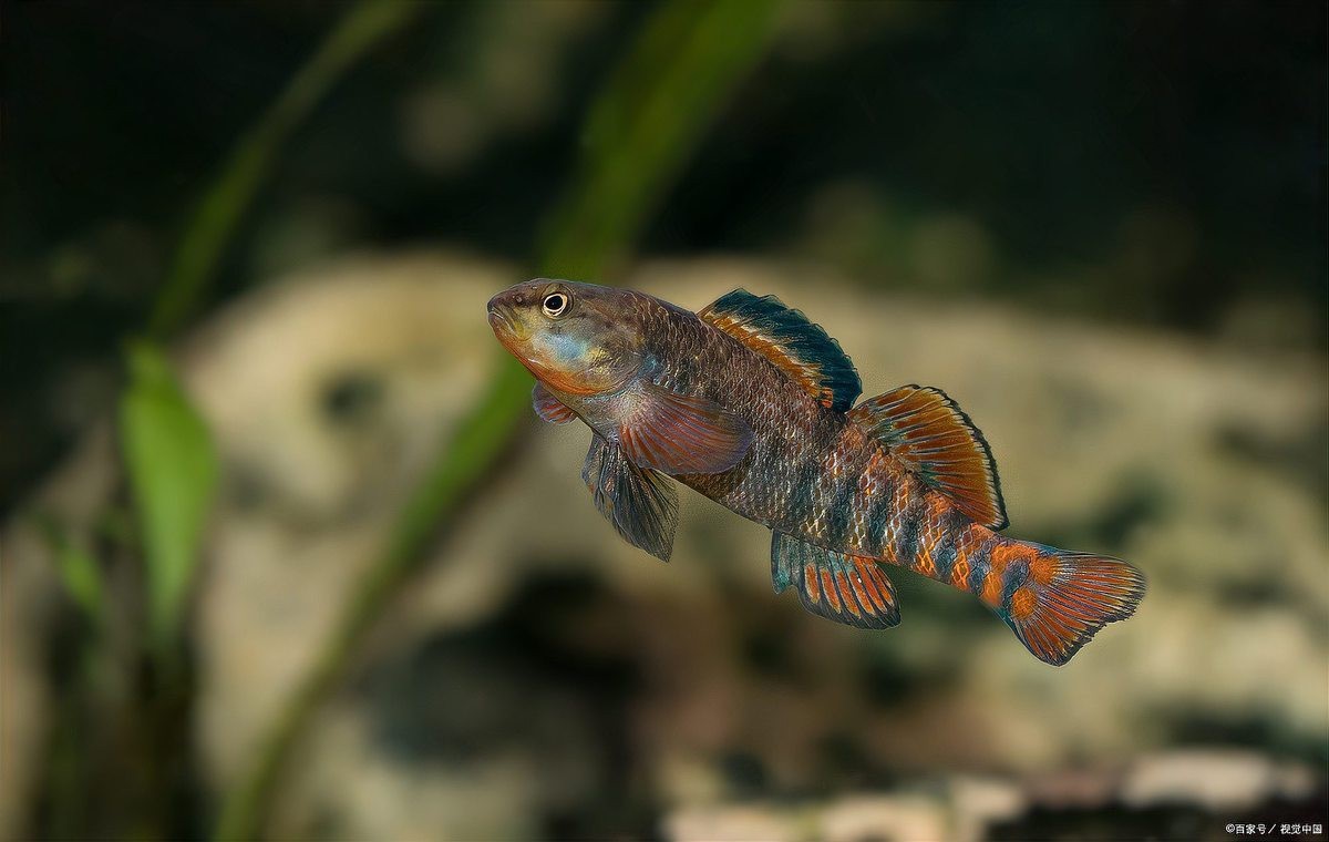 彩虹雷龍好不好養【新手養雷龍魚哪些品種好養】