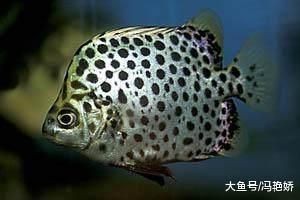 金鼓魚一斤的價格【2025年金鼓魚價格可能呈現以下趨勢及歷史數據】