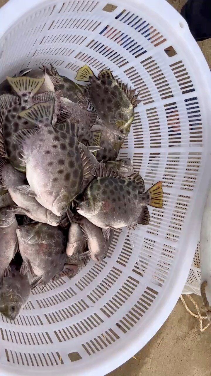 金鼓魚一斤的價格【2025年金鼓魚價格可能呈現以下趨勢及歷史數據】