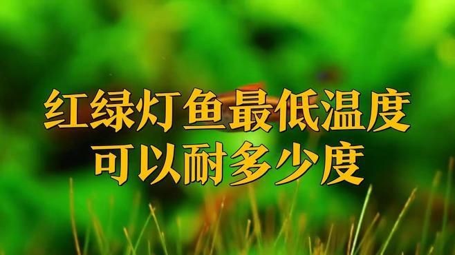 紅綠燈魚溫度多少合適【紅綠燈魚在28度水溫下的適應性】