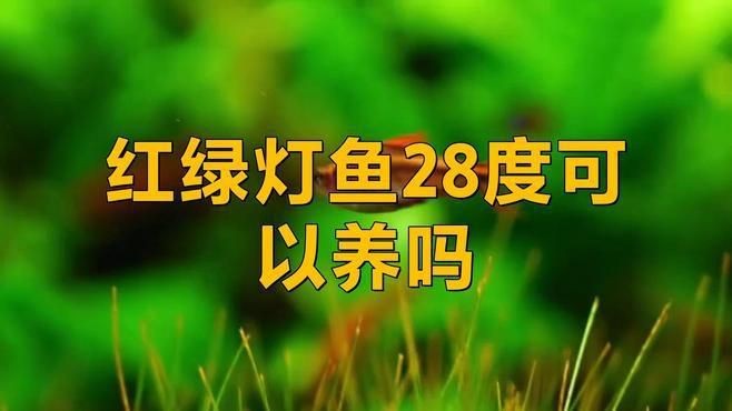 紅綠燈魚溫度多少合適【紅綠燈魚在28度水溫下的適應性】