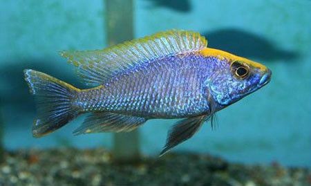 孔雀鱸魚是淡水魚嗎【孔雀鱸魚屬于淡水魚嗎】