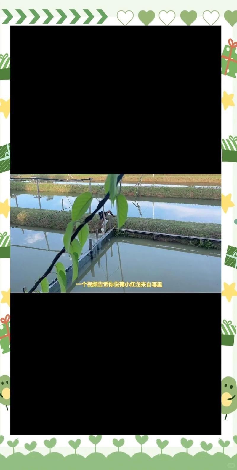 十大紅龍魚漁場品牌【《十大紅龍魚漁場品牌》*揭秘紅龍魚十大漁場排名】