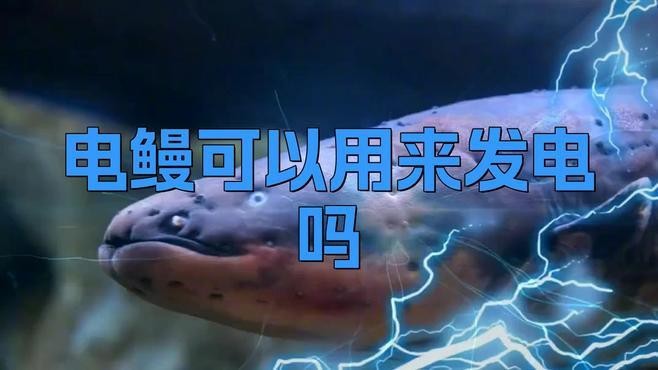 電鰻可以代替發電廠嗎【電鰻發電能否代替發電廠，】