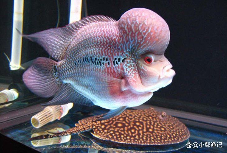 羅漢魚價格表最貴【小伙河邊釣七彩羅漢魚,一條魚400萬!】