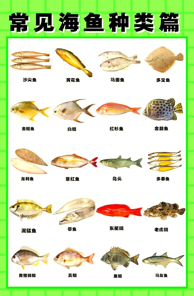 十大常見海魚【海洋精靈12種魚種類繁多，魚種類繁多】
