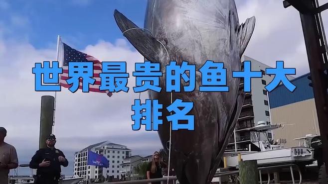 十大最貴10大名魚【世界上“最昂貴”的10種魚】 十大最貴10大名魚【世界上“最昂貴”的10種魚】 龍魚論壇 第4張