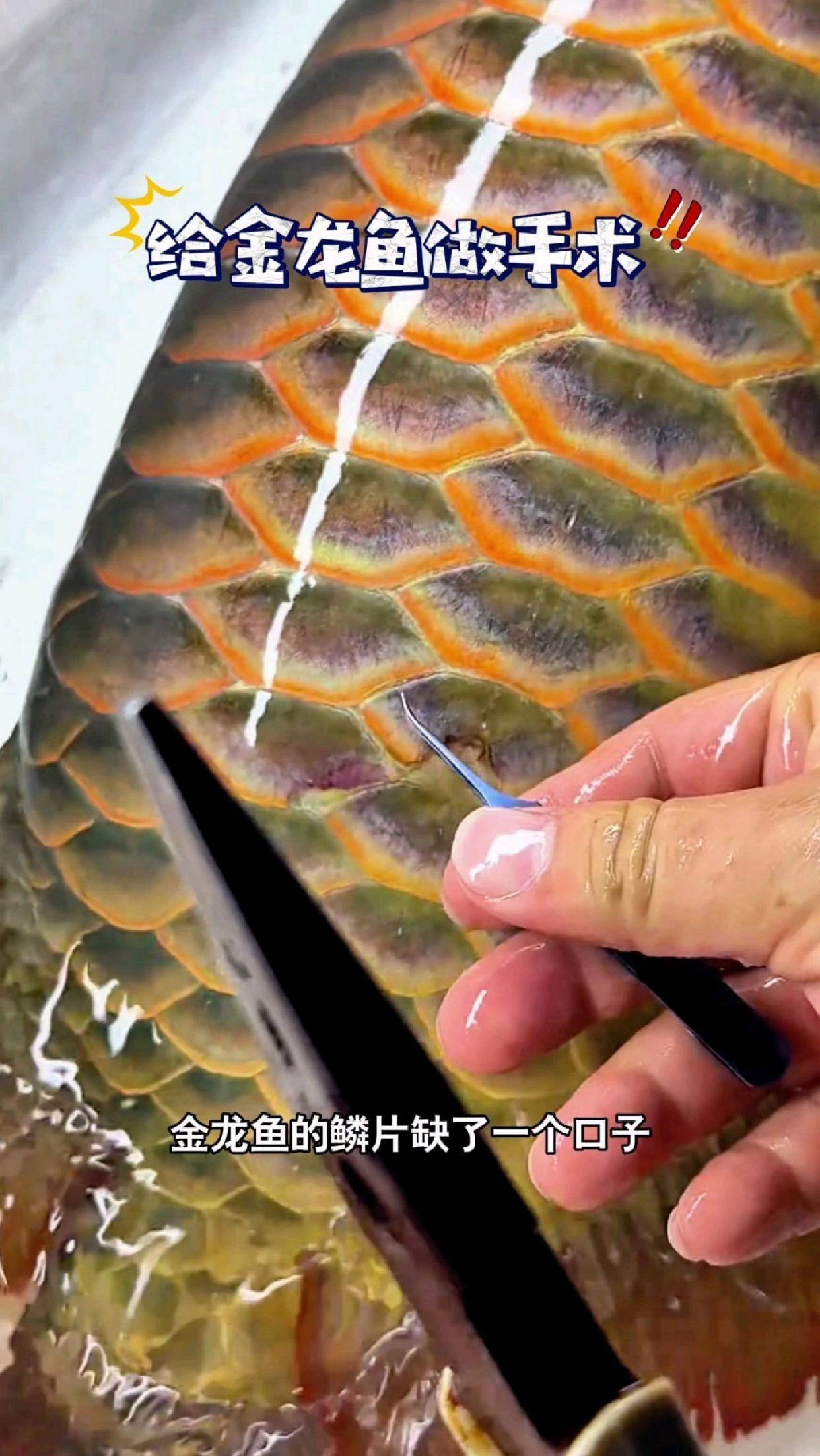 龍魚掉鱗后如何判斷是否感染？【如何判斷龍魚掉鱗后是否感染】