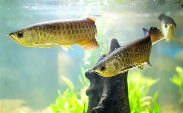 龍魚撞缸掉鱗最簡單恢復(fù)方法【龍魚撞缸掉鱗后怎么處理龍魚掉鱗片的處理方法與你分享】