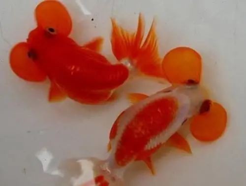 龍魚腹水病能完全治愈嗎？【龍魚腹水怎么辦養(yǎng)魚小藝魚腹水能治好嗎30種龍魚疾病治療方法大全】