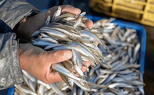 狗魚vs黑魚視頻【《狗魚與黑魚的較量視頻》**視頻】