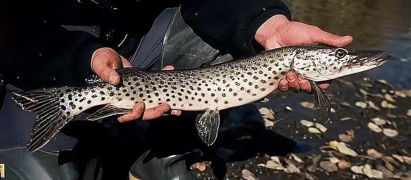 狗魚vs黑魚視頻【《狗魚與黑魚的較量視頻》**視頻】