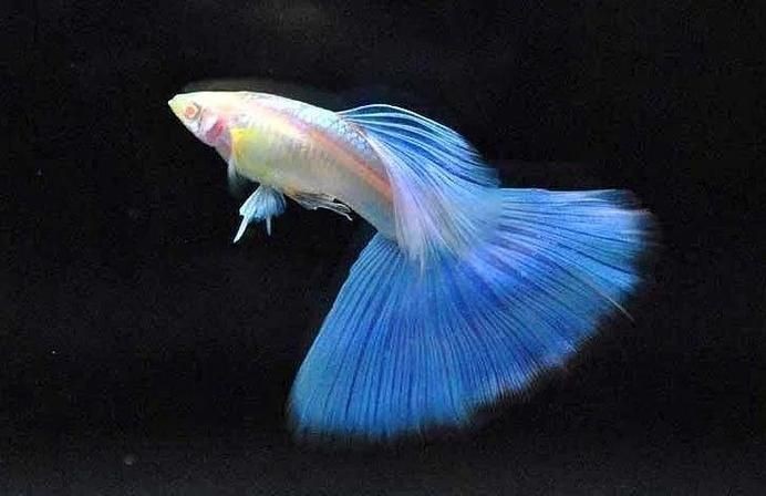 火焰孔雀魚長啥樣【十大最漂亮的孔雀魚，內(nèi)向李恬靜的阿森,】 火焰孔雀魚長啥樣【十大最漂亮的孔雀魚，內(nèi)向李恬靜的阿森,】 龍魚論壇 第2張