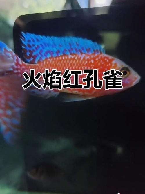 火焰孔雀魚長啥樣【十大最漂亮的孔雀魚，內(nèi)向李恬靜的阿森,】 火焰孔雀魚長啥樣【十大最漂亮的孔雀魚，內(nèi)向李恬靜的阿森,】 龍魚論壇 第1張