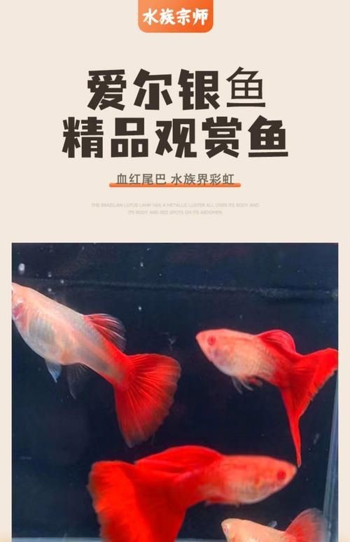 火焰孔雀魚長啥樣【十大最漂亮的孔雀魚，內(nèi)向李恬靜的阿森,】 火焰孔雀魚長啥樣【十大最漂亮的孔雀魚，內(nèi)向李恬靜的阿森,】 龍魚論壇 第9張