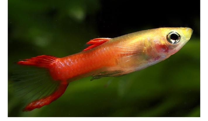 火焰孔雀魚長啥樣【十大最漂亮的孔雀魚，內(nèi)向李恬靜的阿森,】 火焰孔雀魚長啥樣【十大最漂亮的孔雀魚，內(nèi)向李恬靜的阿森,】 龍魚論壇 第8張
