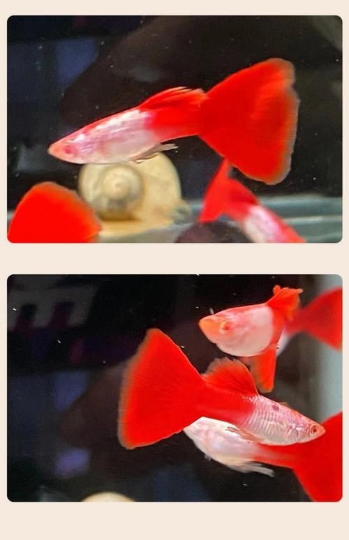 火焰孔雀魚長啥樣【十大最漂亮的孔雀魚，內(nèi)向李恬靜的阿森,】 火焰孔雀魚長啥樣【十大最漂亮的孔雀魚，內(nèi)向李恬靜的阿森,】 龍魚論壇 第14張