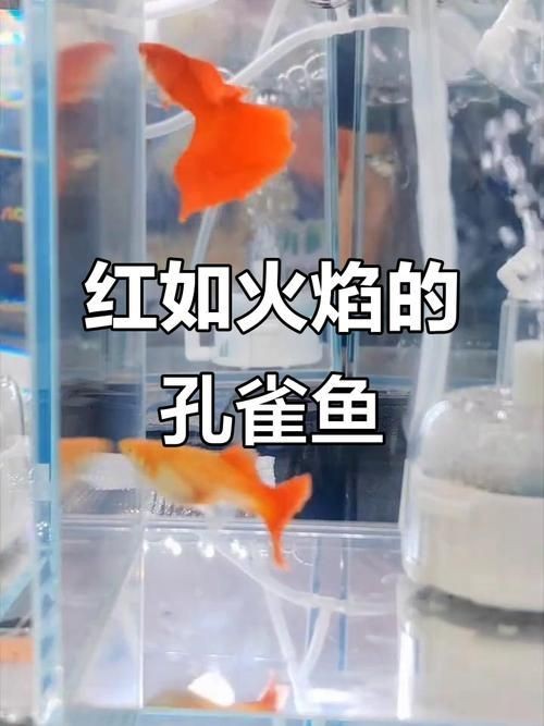 火焰孔雀魚長啥樣【十大最漂亮的孔雀魚，內(nèi)向李恬靜的阿森,】 火焰孔雀魚長啥樣【十大最漂亮的孔雀魚，內(nèi)向李恬靜的阿森,】 龍魚論壇 第21張