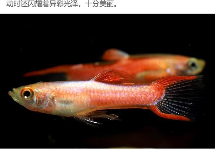 火焰孔雀魚長啥樣【十大最漂亮的孔雀魚，內(nèi)向李恬靜的阿森,】 火焰孔雀魚長啥樣【十大最漂亮的孔雀魚，內(nèi)向李恬靜的阿森,】 龍魚論壇 第26張