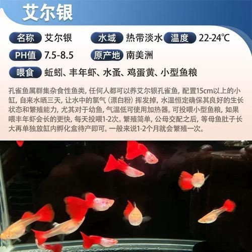 火焰孔雀魚長啥樣【十大最漂亮的孔雀魚，內(nèi)向李恬靜的阿森,】 火焰孔雀魚長啥樣【十大最漂亮的孔雀魚，內(nèi)向李恬靜的阿森,】 龍魚論壇 第24張