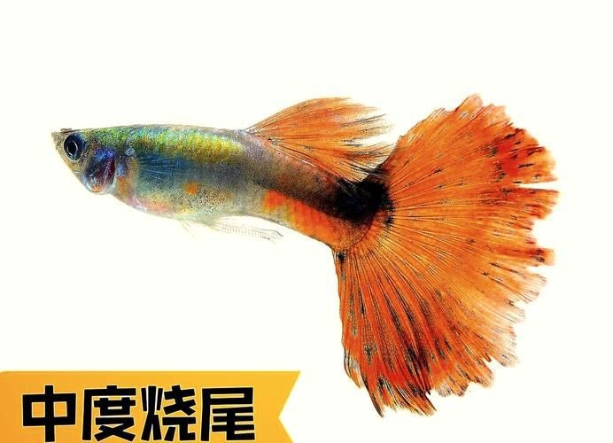 火焰孔雀魚長啥樣【十大最漂亮的孔雀魚，內(nèi)向李恬靜的阿森,】 火焰孔雀魚長啥樣【十大最漂亮的孔雀魚，內(nèi)向李恬靜的阿森,】 龍魚論壇 第23張