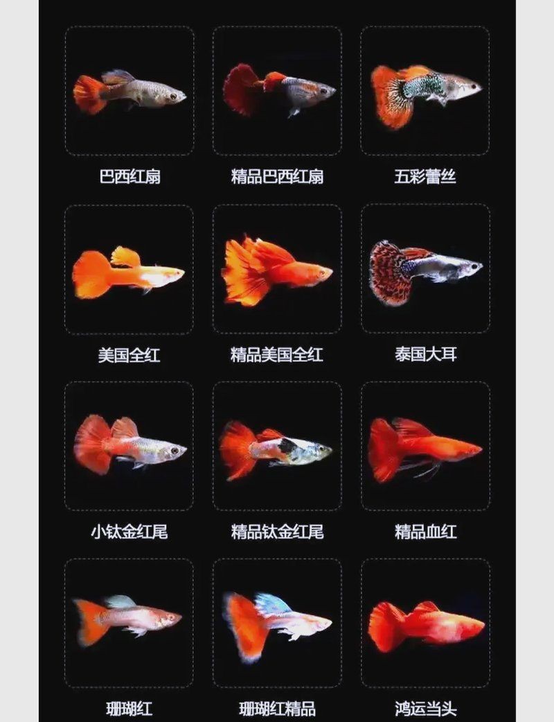 火焰孔雀魚長啥樣【十大最漂亮的孔雀魚，內(nèi)向李恬靜的阿森,】 火焰孔雀魚長啥樣【十大最漂亮的孔雀魚，內(nèi)向李恬靜的阿森,】 龍魚論壇 第29張