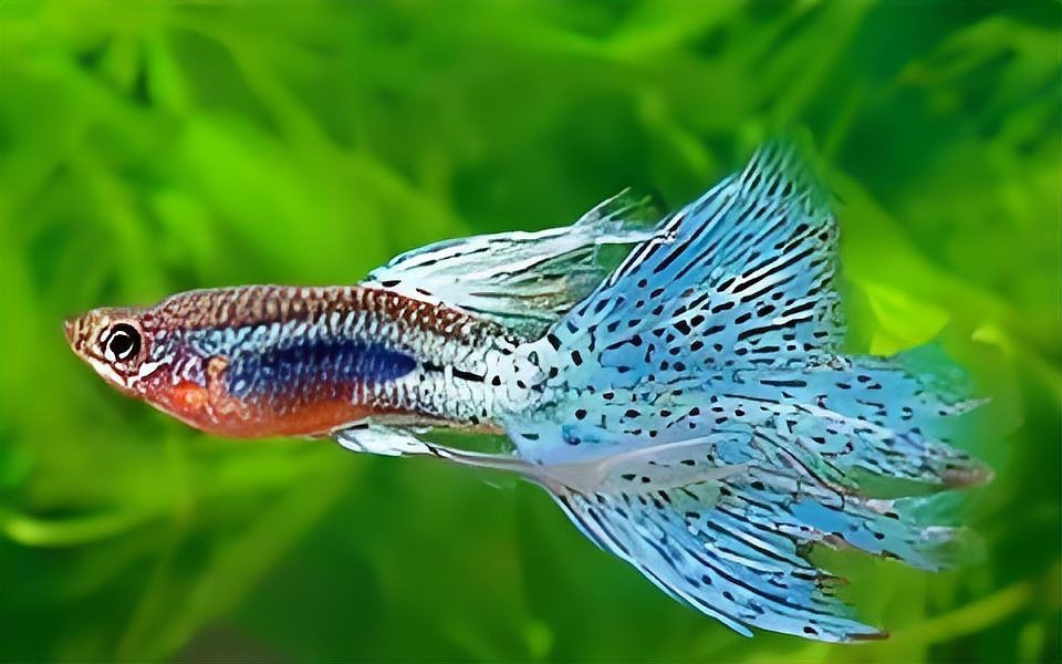 火焰孔雀魚長啥樣【十大最漂亮的孔雀魚，內(nèi)向李恬靜的阿森,】 火焰孔雀魚長啥樣【十大最漂亮的孔雀魚，內(nèi)向李恬靜的阿森,】 龍魚論壇 第31張