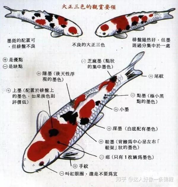 錦鯉大正圖片【《錦鯉大正圖片》】
