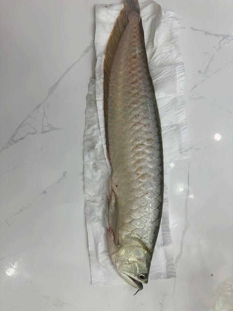 龍魚浮頭的圖片【《龍魚浮頭現象相關圖片解析》】