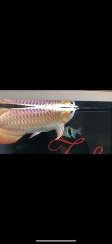 龍魚浮頭的圖片【《龍魚浮頭現象相關圖片解析》】