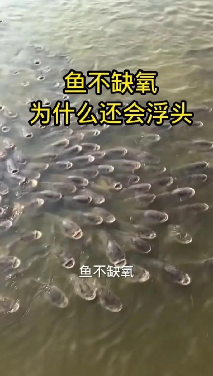 龍魚浮頭的圖片【《龍魚浮頭現象相關圖片解析》】