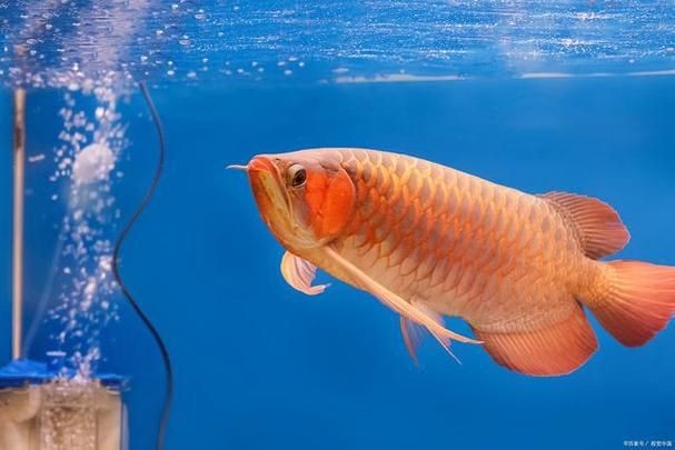 龍魚浮頭的圖片【《龍魚浮頭現象相關圖片解析》】