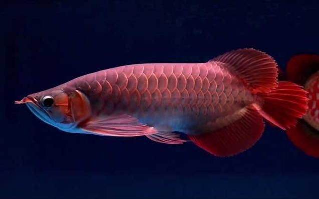 龍魚浮頭的圖片【《龍魚浮頭現象相關圖片解析》】