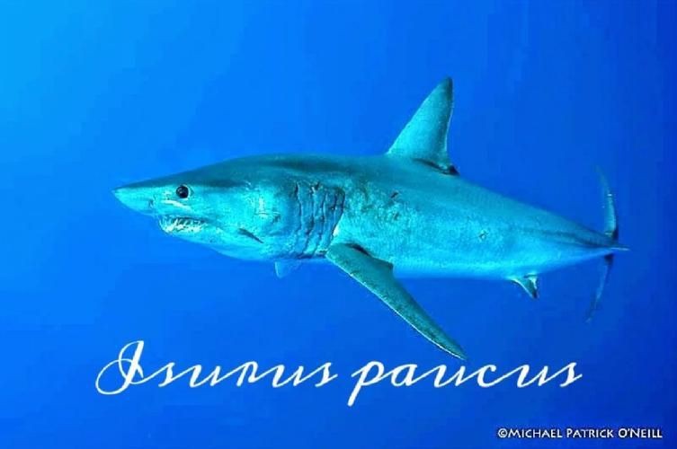 邁克鯊魚的圖片【印尼漁民從大母鯊腹中發現獨眼白化病小鯊魚網友：像怪物公司】