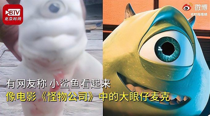 邁克鯊魚的圖片【印尼漁民從大母鯊腹中發現獨眼白化病小鯊魚網友：像怪物公司】