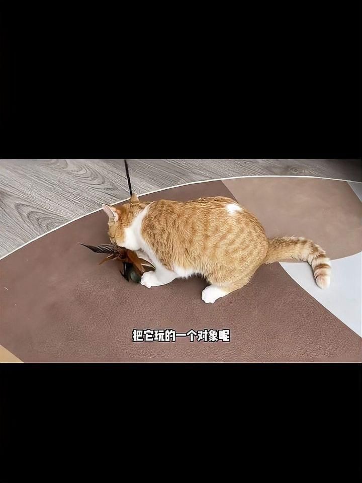 口碑最好的自動喂食器【口碑最好的自動喂食器**小佩智能自動喂食器推薦】