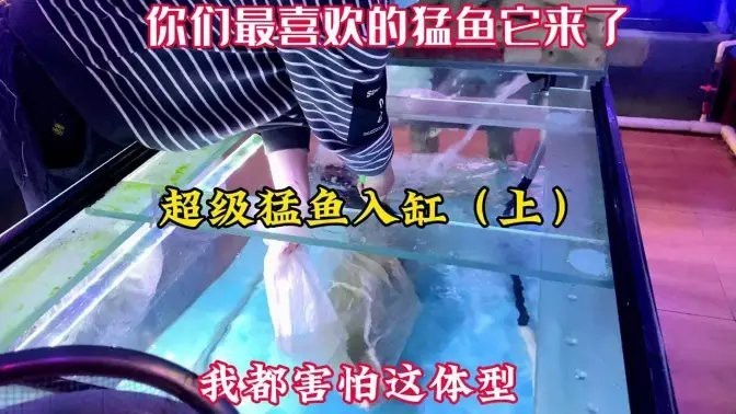 愛養魚龍龍全部作品【愛養魚的龍龍】