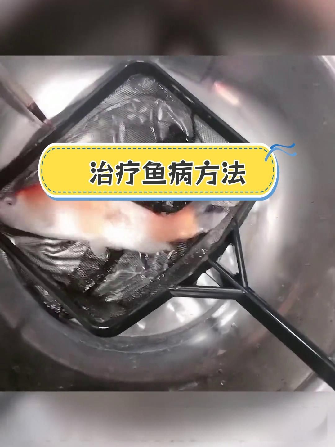 高錳酸鉀治療爛鰭爛尾的濃度如何控制？【高錳酸鉀治療爛尾的濃度控制方法**】