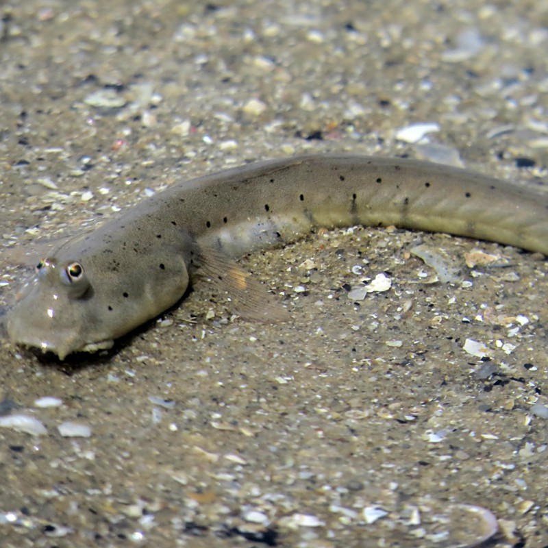 彈涂魚是兩棲動物嗎【彈涂魚并非兩棲動物，兩棲動物幼體生活在水中】 彈涂魚是兩棲動物嗎【彈涂魚并非兩棲動物，兩棲動物幼體生活在水中】 龍魚論壇 第1張