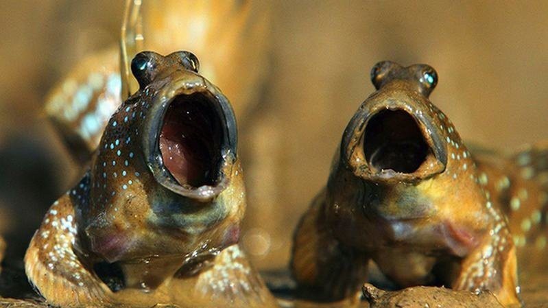 彈涂魚是兩棲動物嗎【彈涂魚并非兩棲動物，兩棲動物幼體生活在水中】 彈涂魚是兩棲動物嗎【彈涂魚并非兩棲動物，兩棲動物幼體生活在水中】 龍魚論壇 第7張
