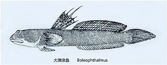 彈涂魚是兩棲動物嗎【彈涂魚并非兩棲動物，兩棲動物幼體生活在水中】 彈涂魚是兩棲動物嗎【彈涂魚并非兩棲動物，兩棲動物幼體生活在水中】 龍魚論壇 第13張